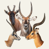 Gazelles Impalas Waterbucks Topis