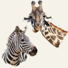 Girafes Zèbres