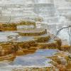 Mammoth Hot Springs - Lower Terraces - Canary Springs