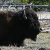 Buffalo