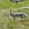 Coyote