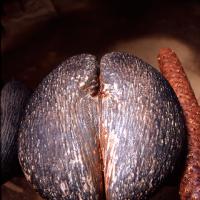 Vallée de Mai : cocofesse