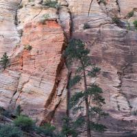 Observation Point Trail