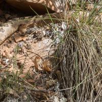 Serpent à sonnettes