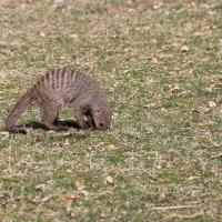 Mangouste rayée