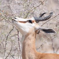 Springbok