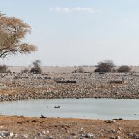 Point d'eau d'Okaukuejo