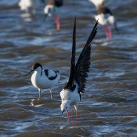 Avocette élégante