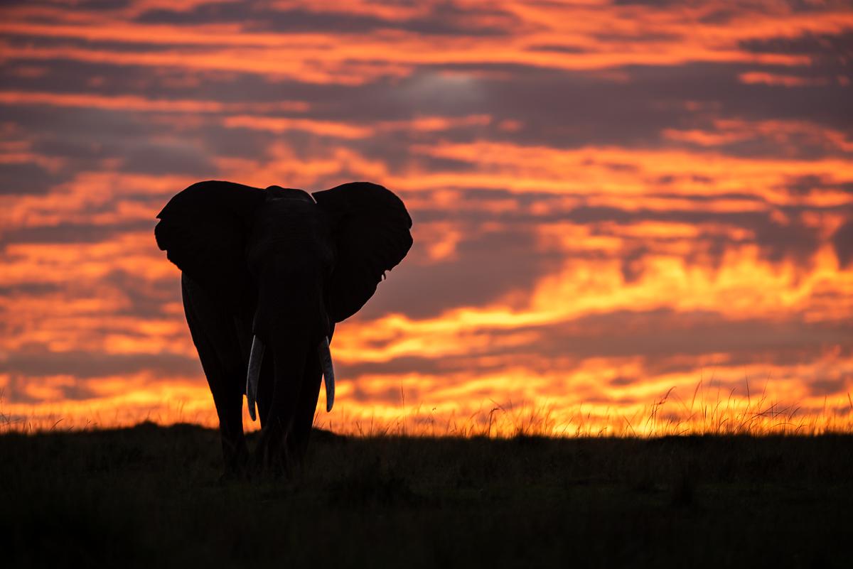 Masaï-Mara, Kenya