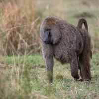 Baboon