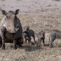 Warthogs