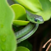 Boomslang