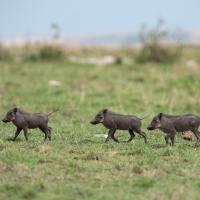 Warthogs