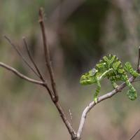 Chameleon