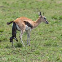 Gazelle de Thomson