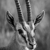 Gazelle de Thomson