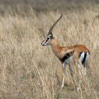 Gazelle de Thomson