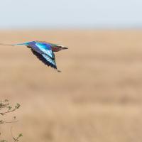 Rollier à longs brins