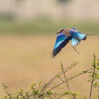 Rollier à longs brins