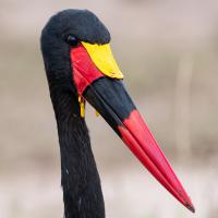 Jabiru