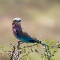 Rollier à longs brins