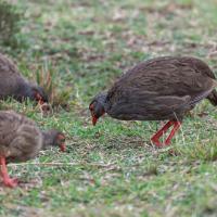 Francolin à gorge rouge