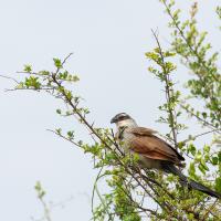 Coucal à sourcils blancs