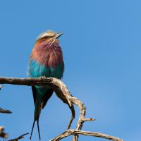 Rollier à longs brins