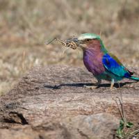 Rollier à longs brins