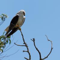 Faucon à épaules noires