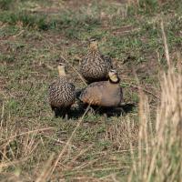 Ganga à gorge jaune