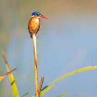 Martin pêcheur huppé