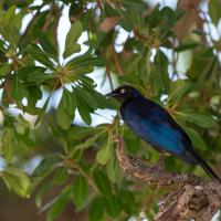 Choucador de Ruppell