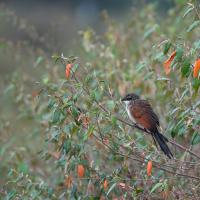 Coucal à sourcils blancs