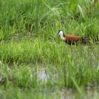 Jacana à poitrine dorée