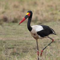 Jabiru