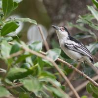 Cubla boule de neige