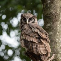 Grand Duc de Verreaux