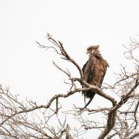 Bateleur des Savanes juvénile