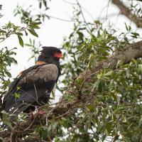 Bateleur des Savanes