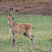 Reedbuck