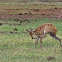 Reedbuck