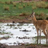 Reedbuck
