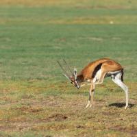 Gazelle de Thomson