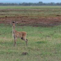 Reedbuck