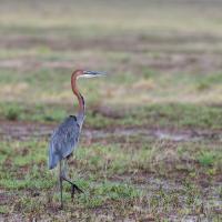Goliath heron