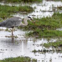 Grey heron