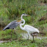 Grey heron and egret