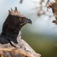 Martial eagle