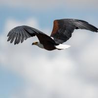 Fishing eagle